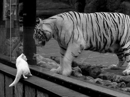 体育新闻中心上线智能体育赛事虚拟现实直播系统，智能体育运动平台